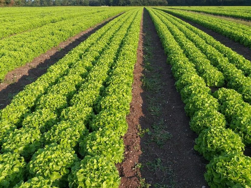 agriculture maraîchère de salade