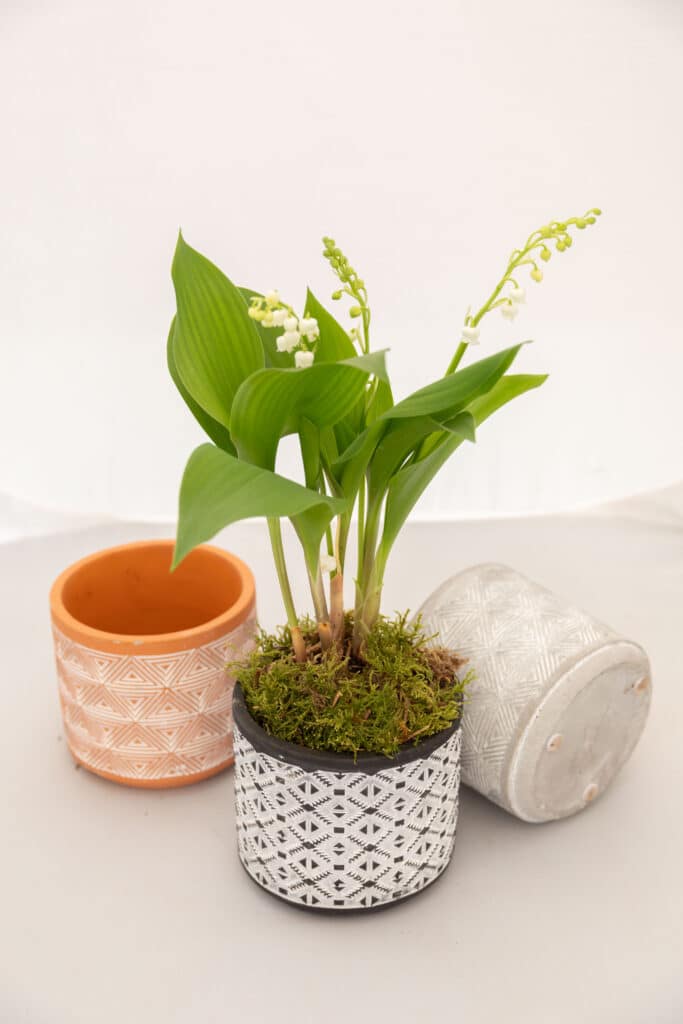 acheter muguet nantes